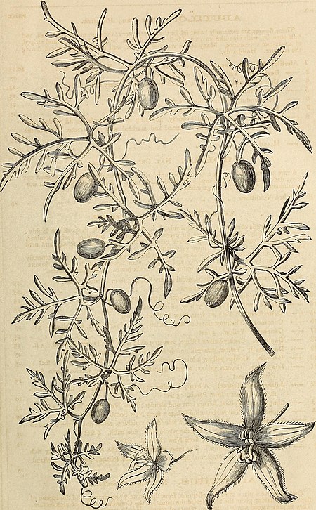 Abobra tenuifolia