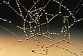 Water drops on spider web.jpg