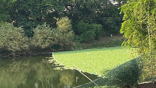 Water hyacinth accumulation on Mula River at Hinjawadi Photographer: Vasuforenv