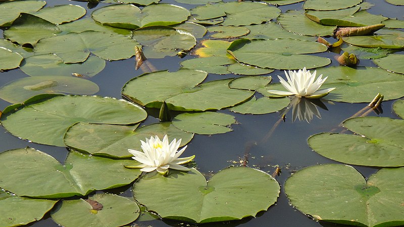 File:Water lilies (8858978154).jpg