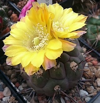 <i>Rebutia fidaiana</i> Species of cacti