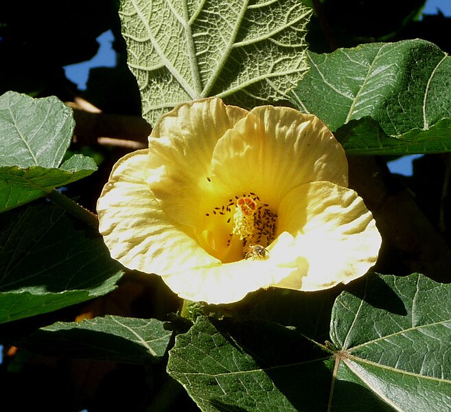 File:Wercklea woodsonii (flower) in Costa Rica.jpg