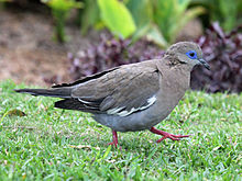 West Peruvian Dove RWD2.jpg