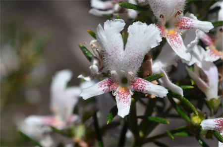 Westringia angustifolia