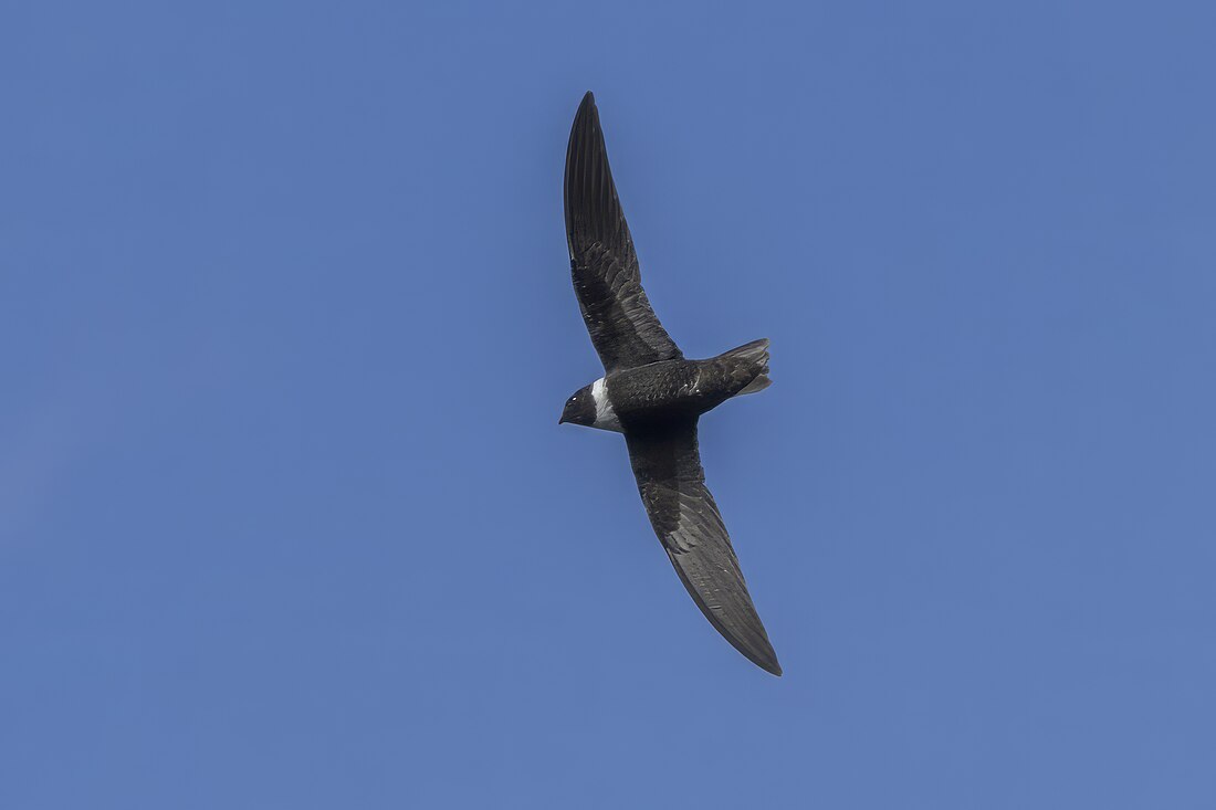 White-collared swift