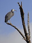 White-faced Heron Tree.JPG