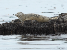 White harbor seal on moss, Alaska White harbor seal on moss by Dave Withrow, NOAA.png