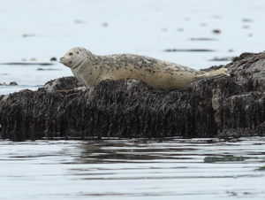 Harbor Seal