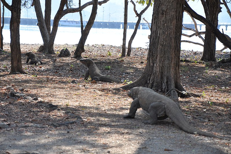 File:Wild Komodo dragon - Komodo island (16912634577).jpg