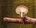 * Nomination The bottom of one Polyporus brumalis on a dead twig. --Famberhorst 06:30, 12 January 2020 (UTC) * Promotion Good quality. --Jastrow 06:46, 12 January 2020 (UTC)