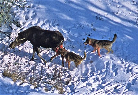 ไฟล์:Wolves_attack_moose_2012-04-12_001_(cropped).jpg