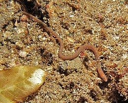 Worm Eel (Scolecenchelys breviceps) (8457581530).jpg 