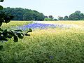 Cornflowers in the field
