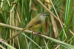 Prinia de barriga amarela - Taiwan S4E9702 (17133168450) .jpg