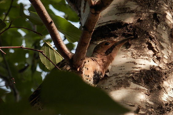 Male Yellow-shafted Northern Flicker (Colaptes auratus auratus)