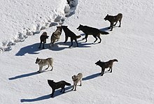 A Yellowstone wolf pack in winter Yellowstone Wolves.jpg