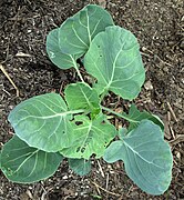 Young brussels sprouts plant.jpg