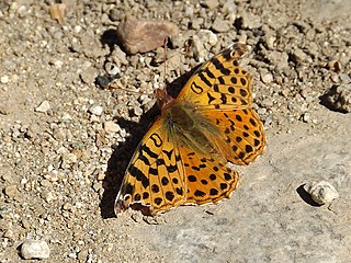 <i>Yramea cytheris</i> Species of butterfly