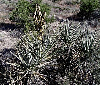 <i>Yucca baccata</i> species of plant