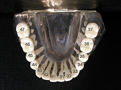 Notation ISO pour les dents de la mâchoire inférieure
