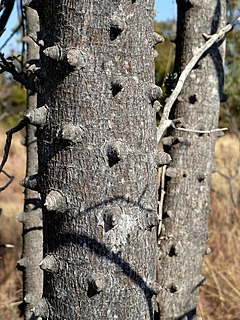 Description de l'image Zanthoxylum_capense,_stam,_Waterberg.jpg.