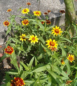 Zinnia haageana BotGardBln07122011A.jpg