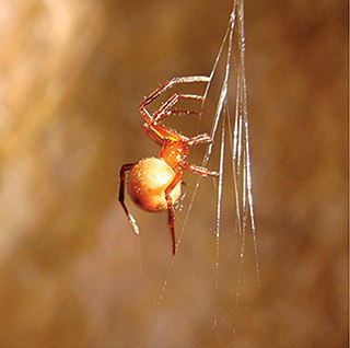 <i>Plato</i> (spider) genus of arachnids