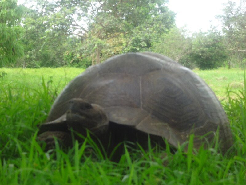 File:(Chelonoidis nigra) El Chato Reserve, Santa Cruz Galapagos )pic. w.JPG