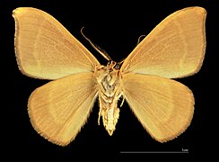 Watsonalla uncinula – mounted specimen male ventral