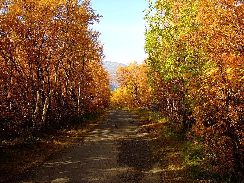 File:Аллея в парке - panoramio (2).jpg