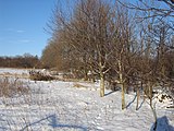 Лесостепь зимой (Харьковская область, Украина)