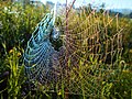 * Nomination Spiderweb in Carpathians. By User:Annair86 --Anntinomy 16:25, 6 April 2021 (UTC) * Decline  Oppose chromatic aberration --Wilfredor 17:48, 6 April 2021 (UTC)