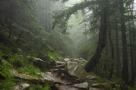 Carpathian National Nature Park by User:Сергій Мірошник