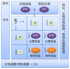 色盲 Wikiwand