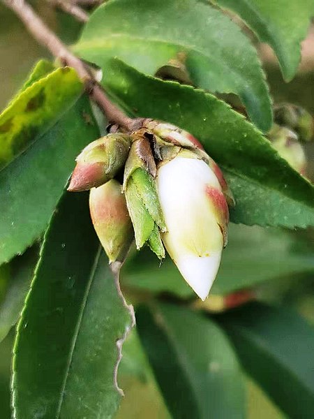 File:茶屬-琉球連蕊茶 Camellia lutchuensis 20210115091115 10.jpg