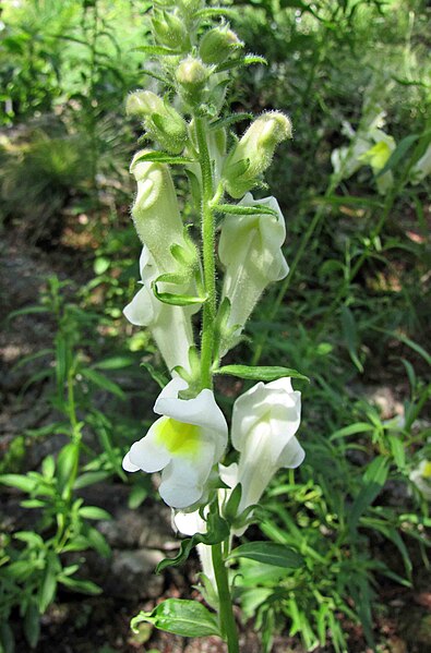 File:金魚草屬 Antirrhinum braun-blanquetii -維也納大學植物園 Vienna University Botanical Garden- (28207143591).jpg