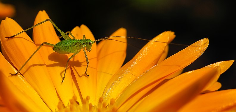 Young green bush-cricket on a pot marigold blossom