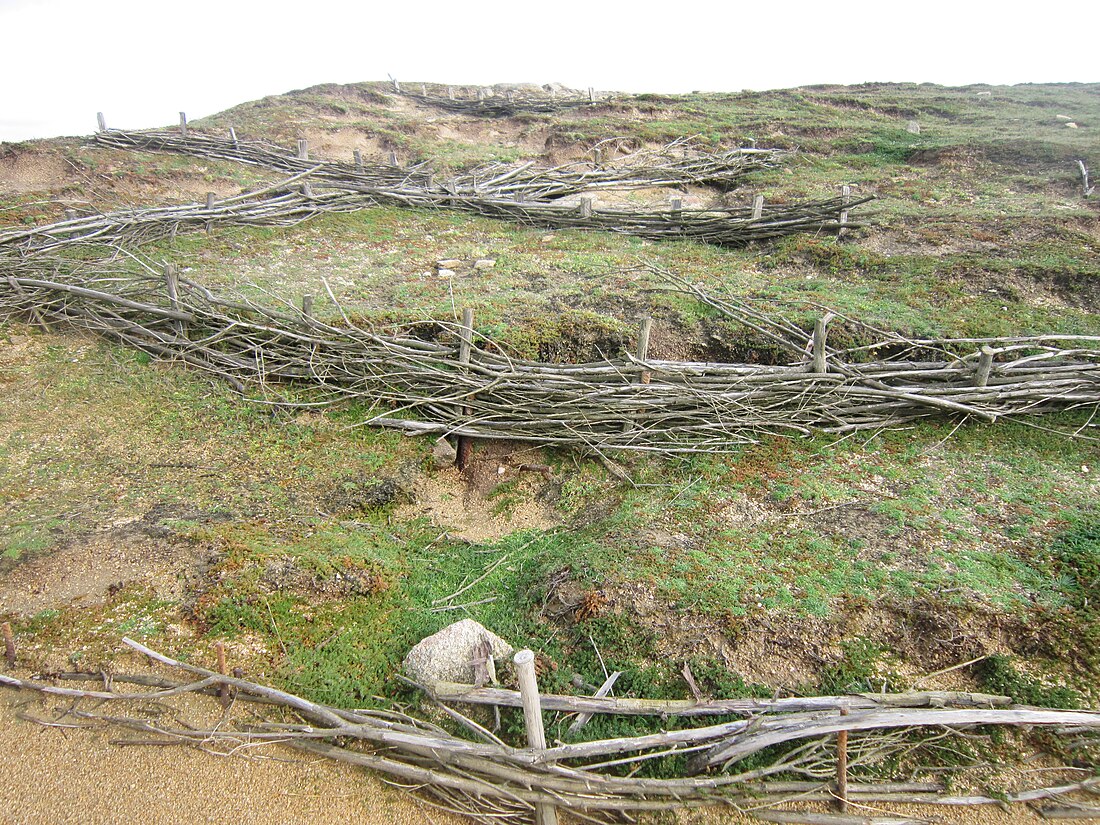 Dune perchée