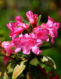 Vignette pour Rhododendron hirsutum