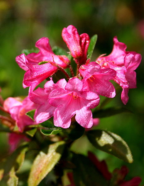 File:0 Rhododendron hirsutum - Samoëns (1).JPG