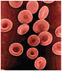 1903 Shape of Red Blood Cells.jpg