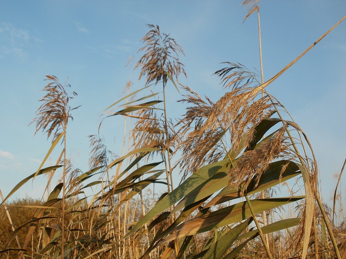 File:20111101Phragmites australis08.jpg