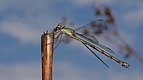 ♀ Chalcolestes viridis