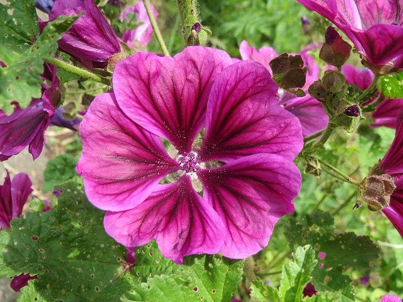 File:20140602Malva sylvestris3.jpg