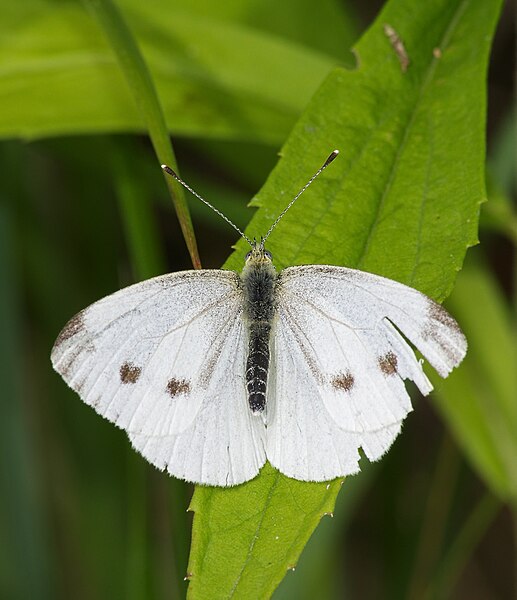 File:2015.07.11.-01-Mulde Eilenburg--Gruenaderweissling-Weibchen.jpg