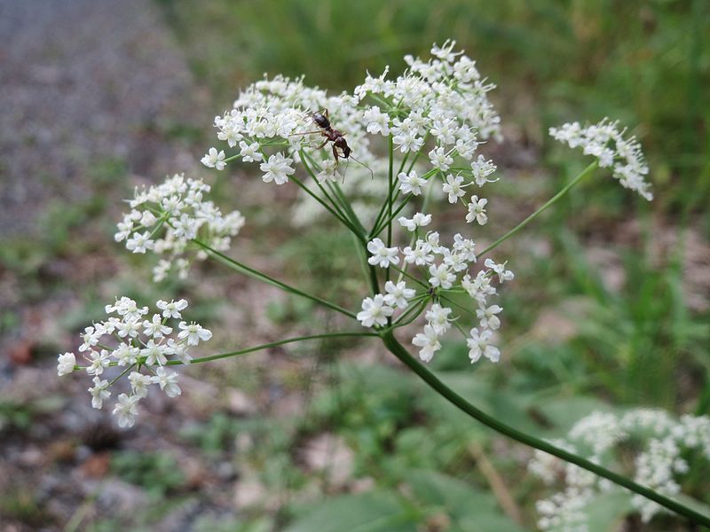 File:20160819Pimpinella saxifraga2.jpg