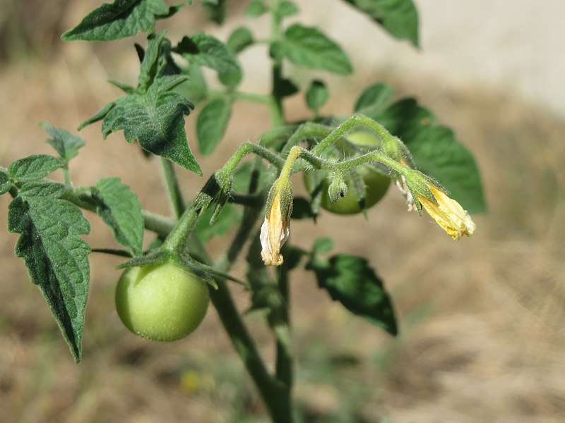 File:20160831Solanum lycopersicum5.jpg