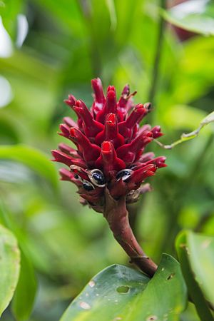 2016 Singapur, Ogrody botaniczne (382).jpg