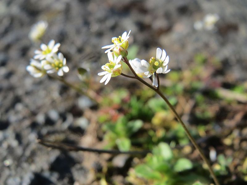 File:20170327Draba verna3.jpg