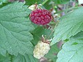 2018-06-18 Rubus idaeus (raspberry) at Bichlhäusl in Frankenfels